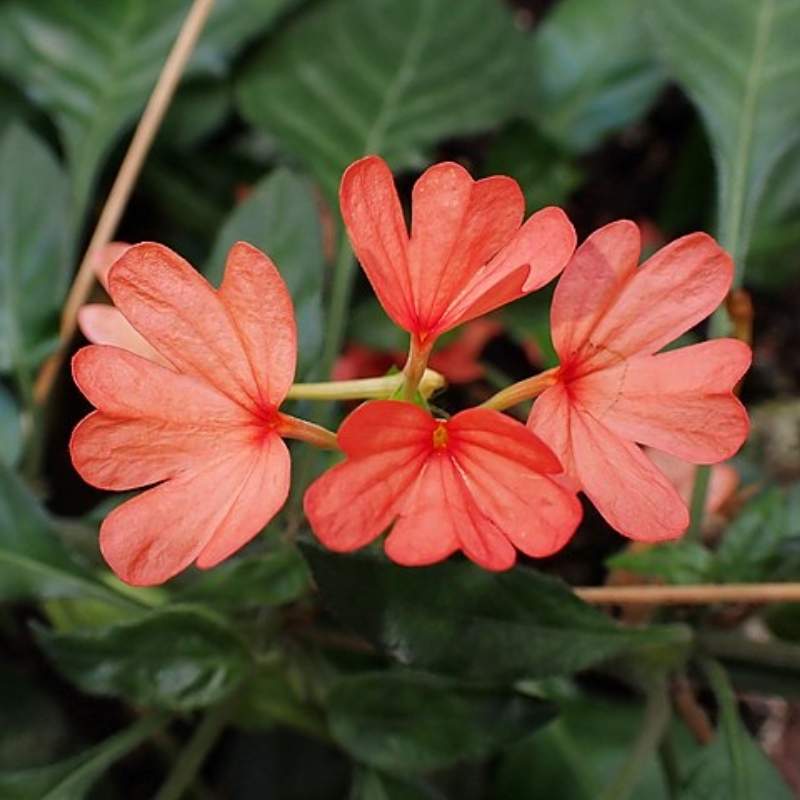Crossandra (Kanakambaram)