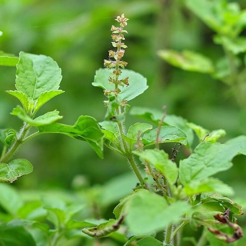 Holy Basil (Tulsi)