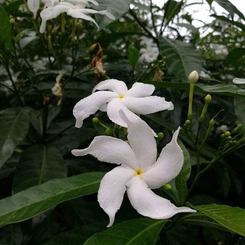 Jasmine