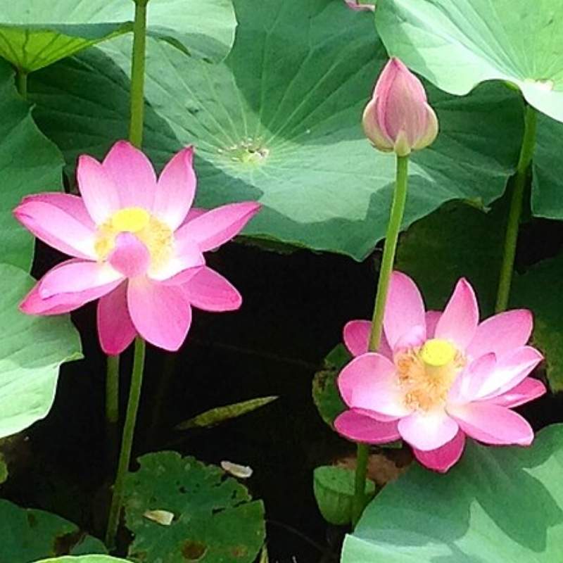 Lotus