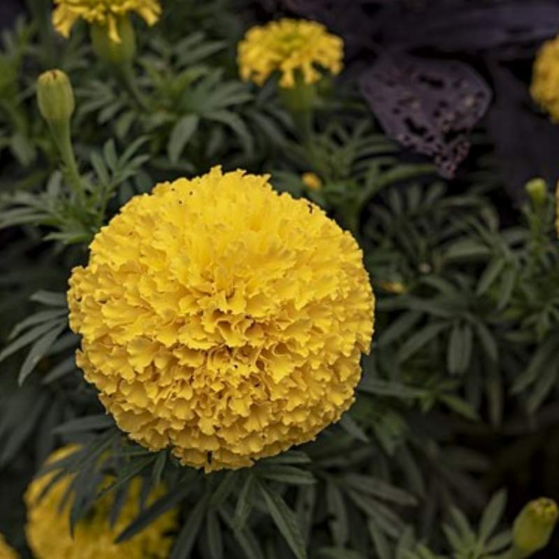 Marigold