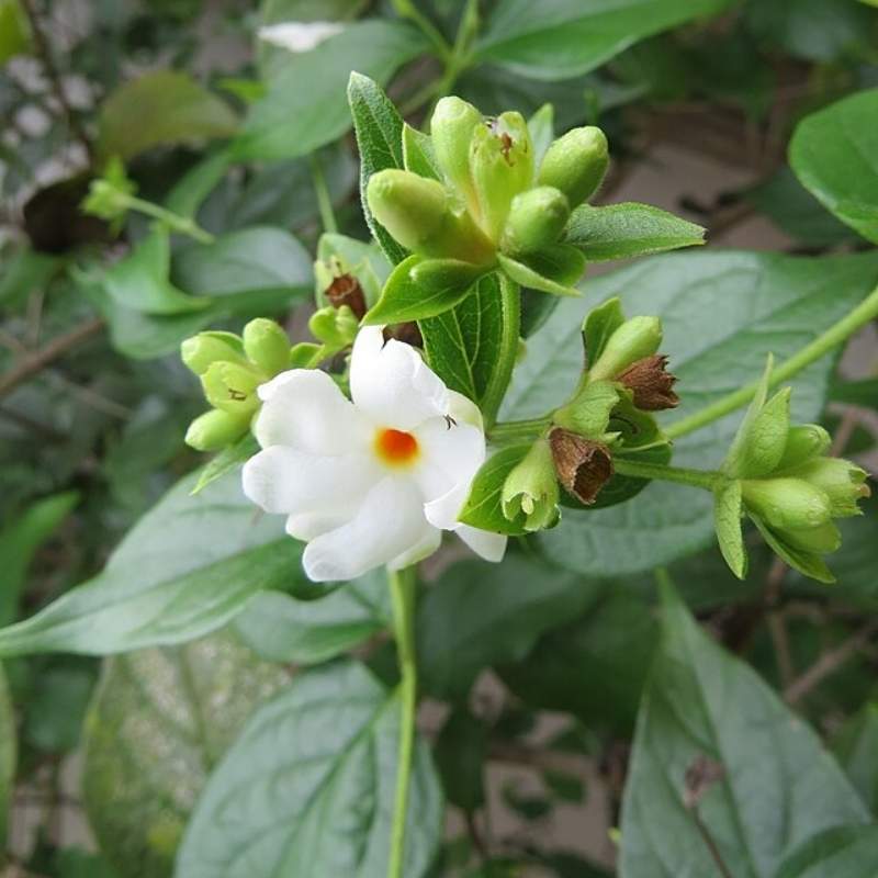 Parijat