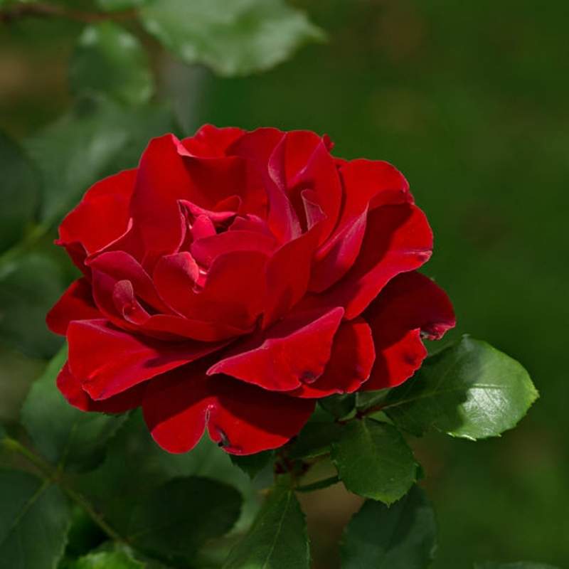 Flowers theme