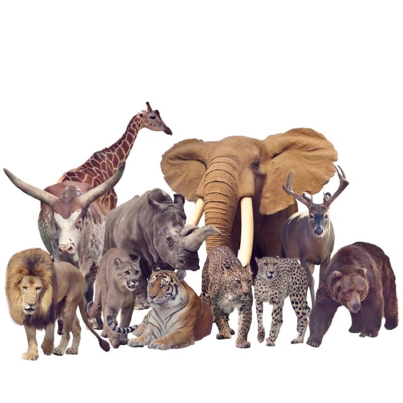 Animals theme