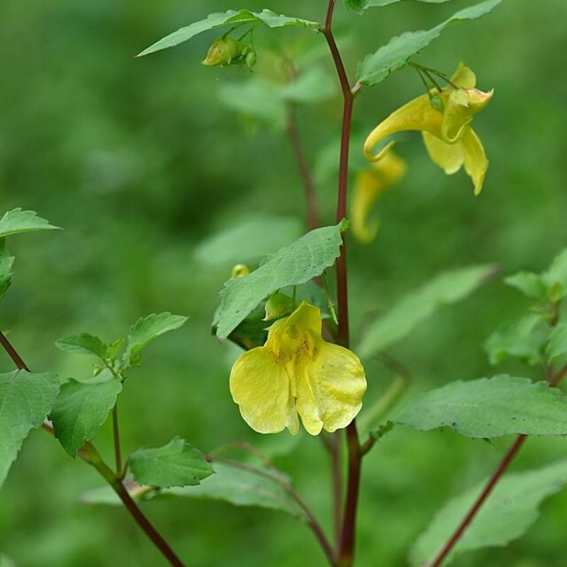Balsam (Gulmehendi)