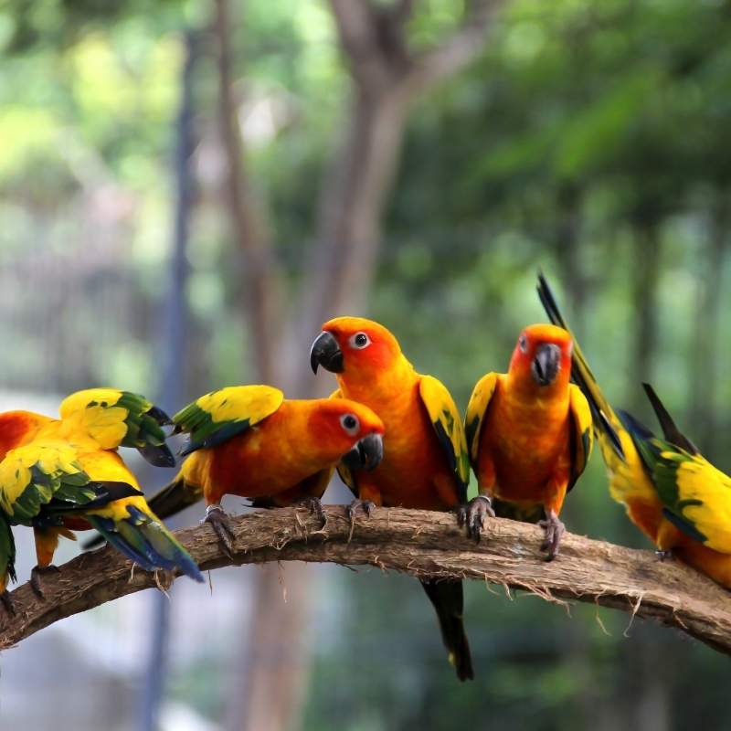 Bird
