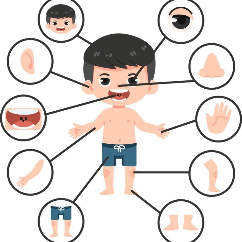 Body Parts theme