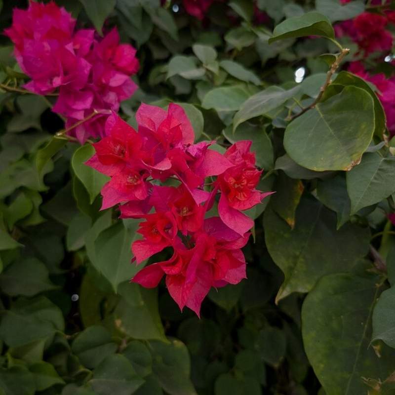 Bougainvillea