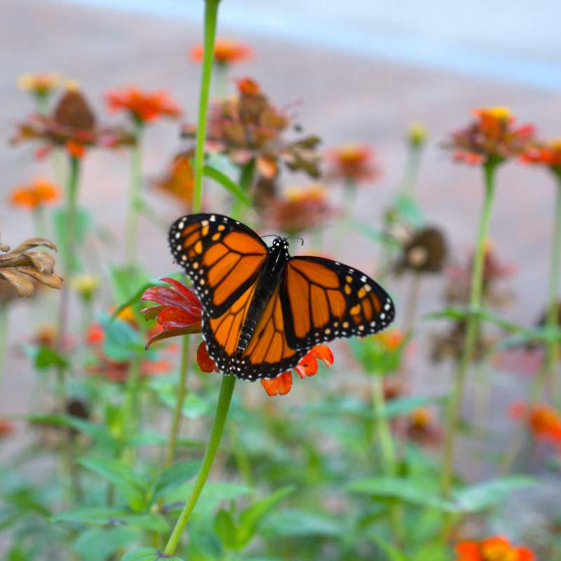 Butterfly