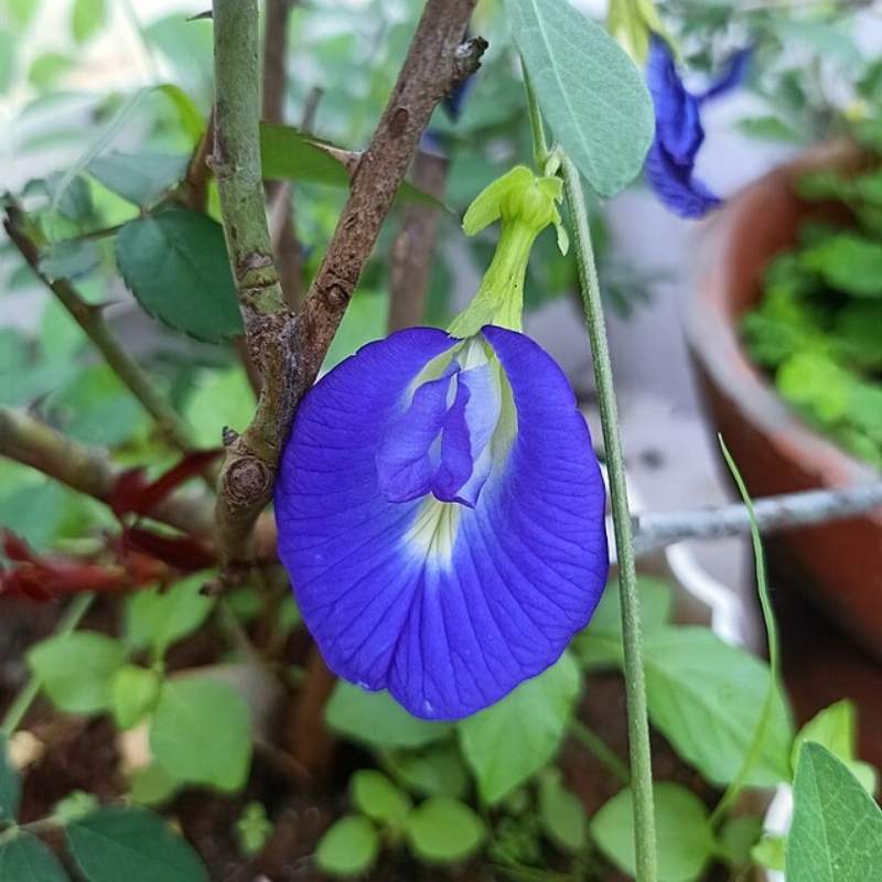 Butterfly Pea (Aparajita)