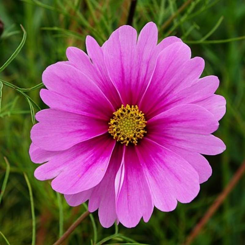 Cosmos