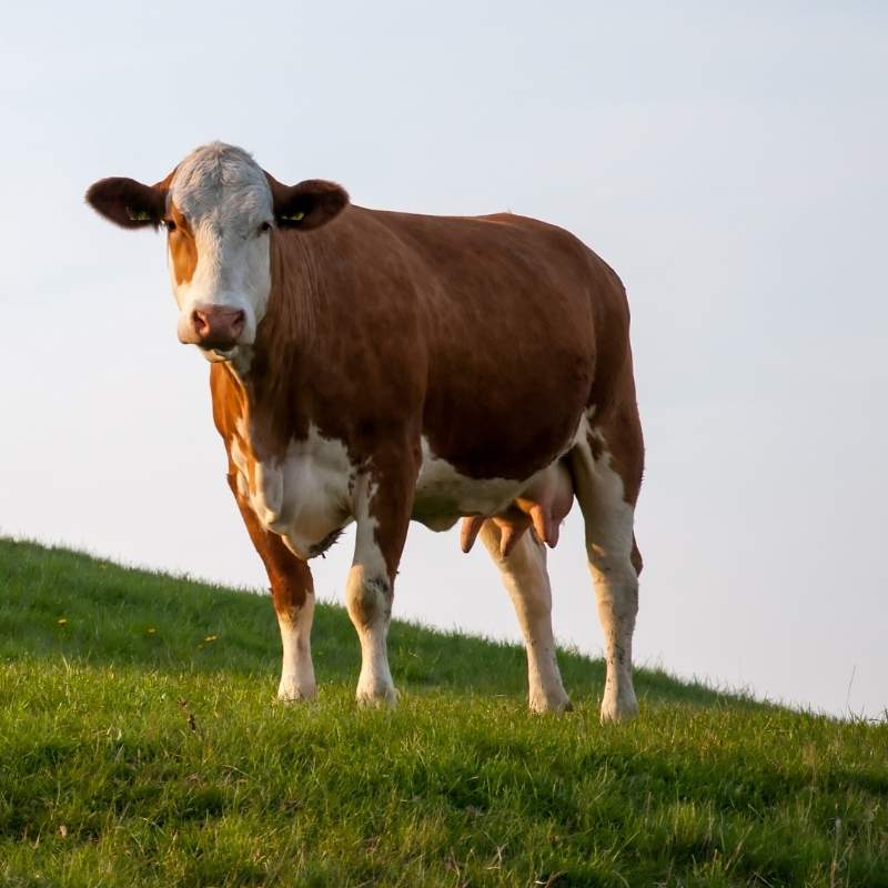Cow