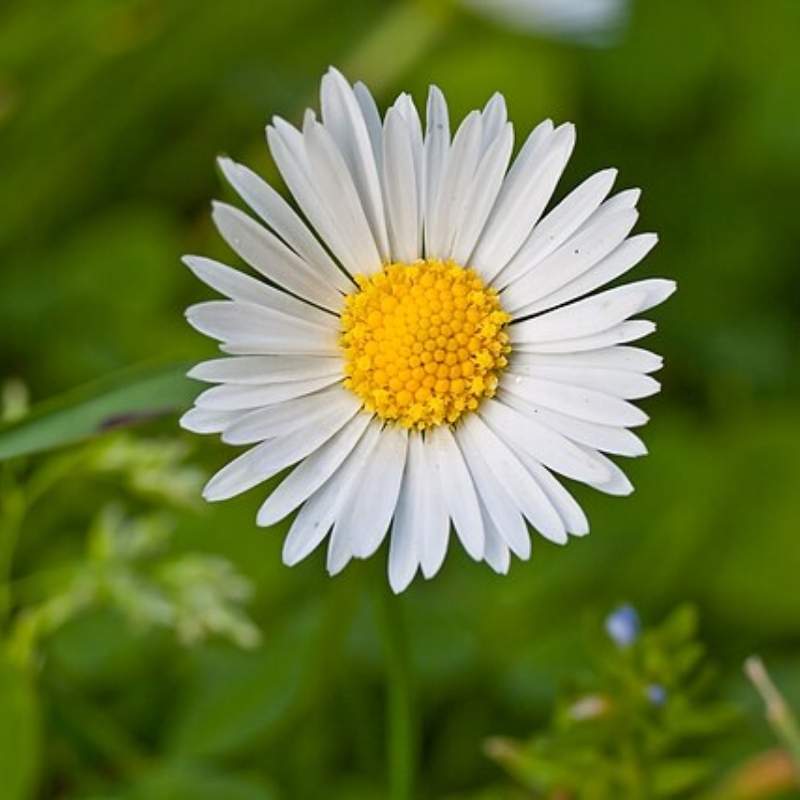 Daisy