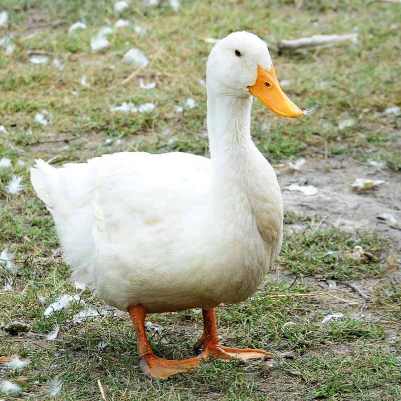 Duck