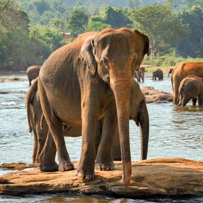 Elephant