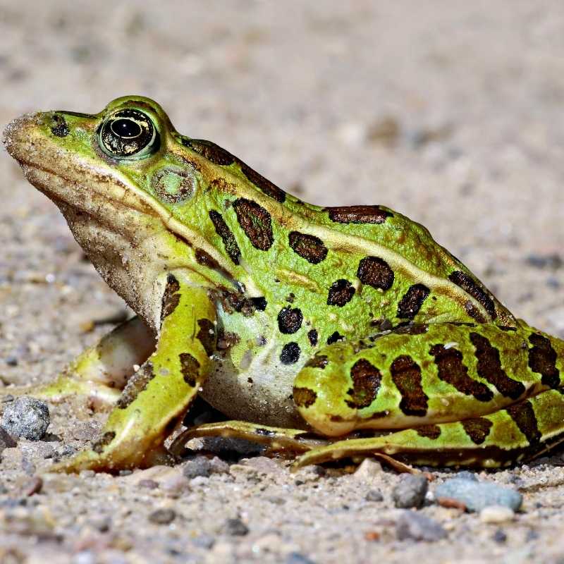 Frog