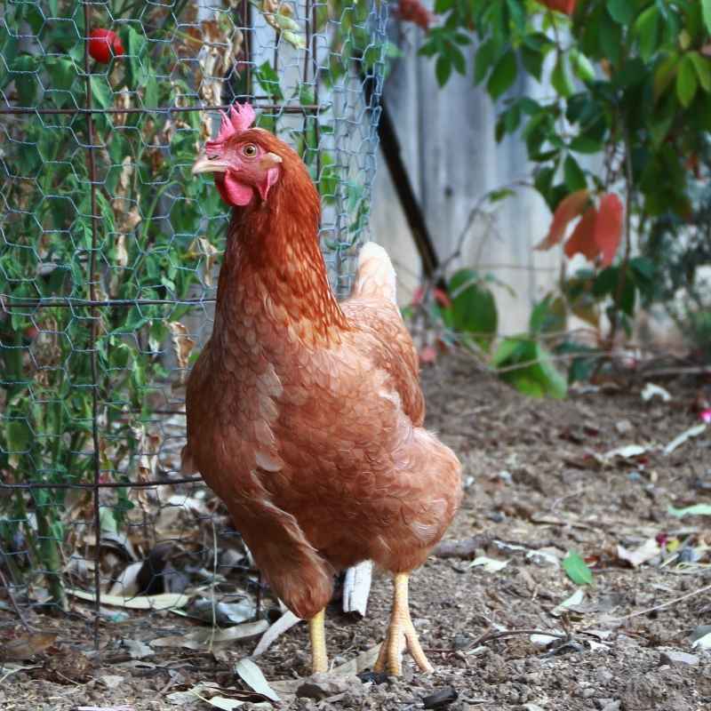 Hen