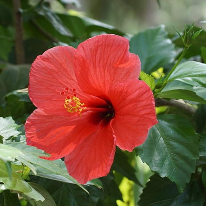 Hibiscus