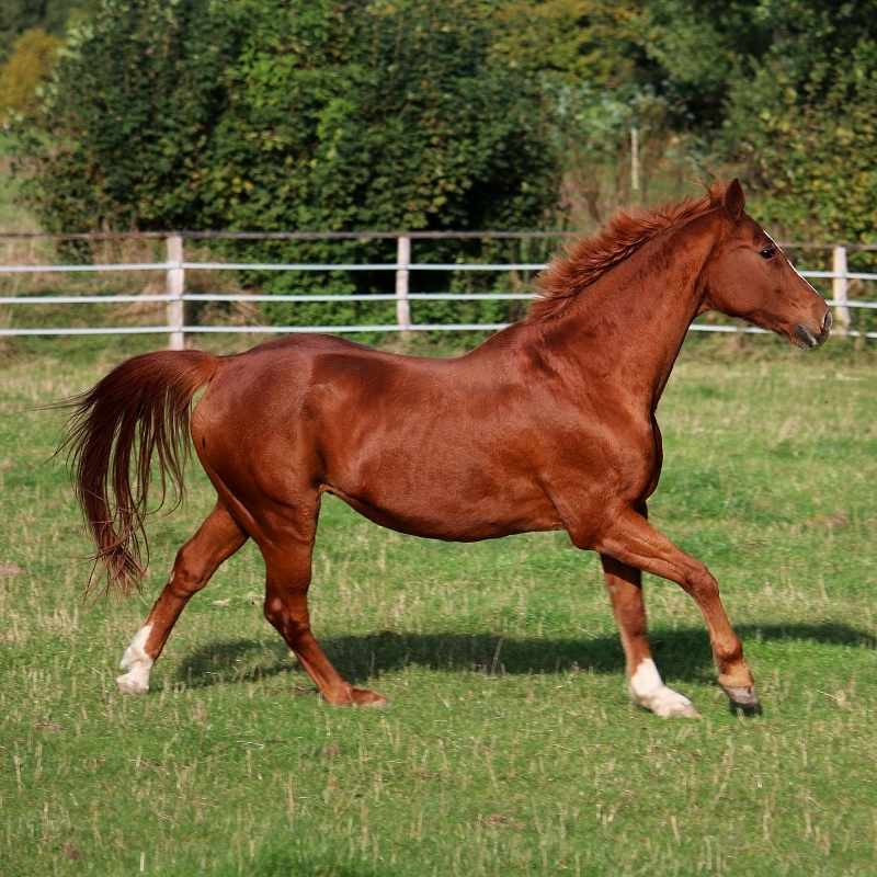 Horse