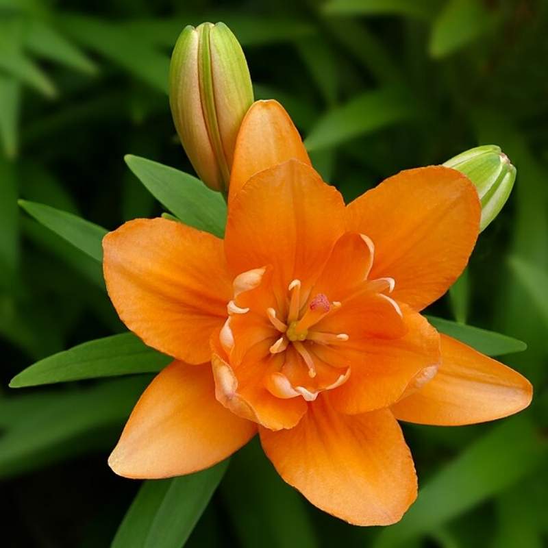 Lily