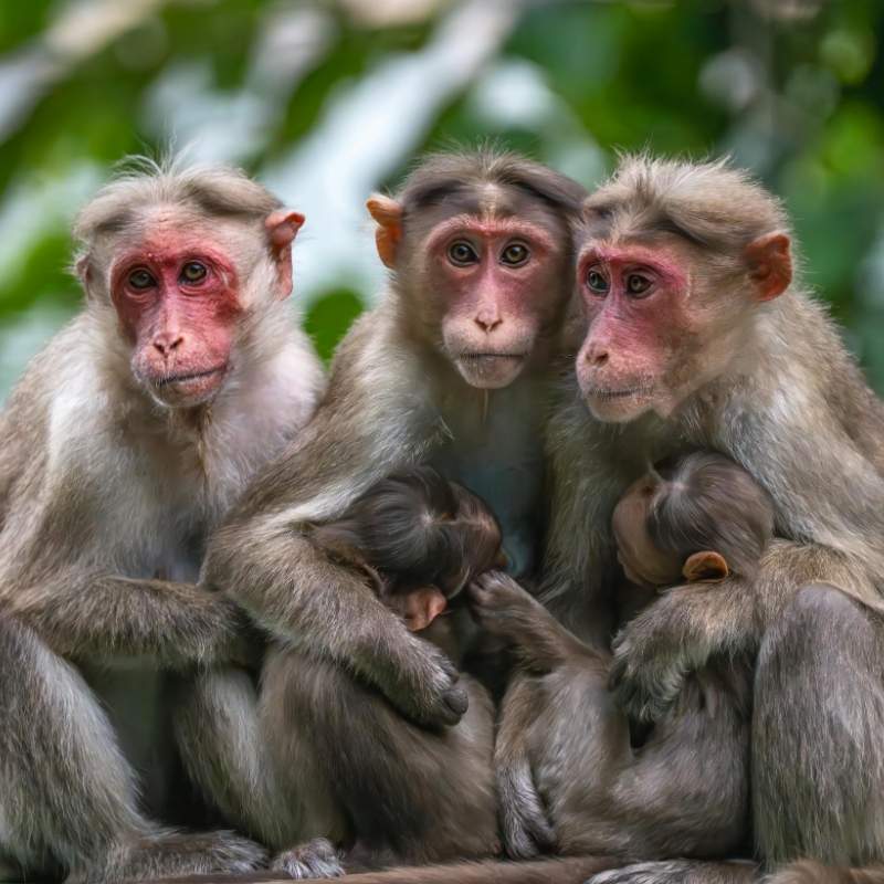 Monkey