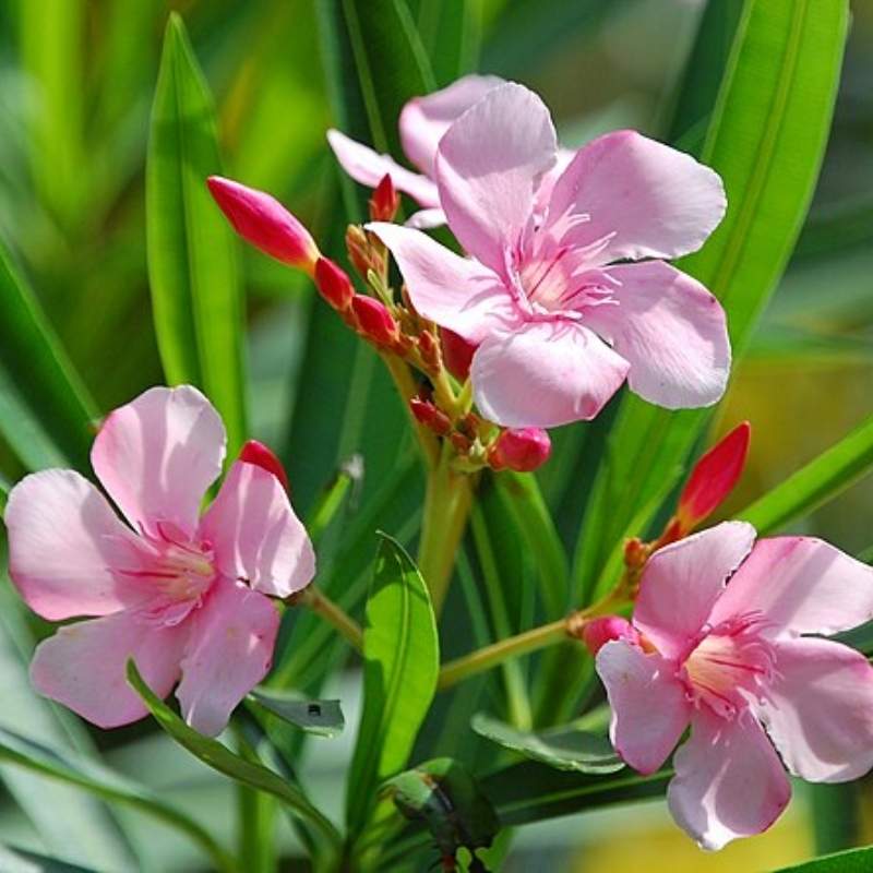 Oleander (Kaner)