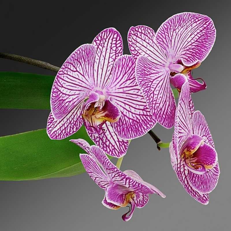 Orchid