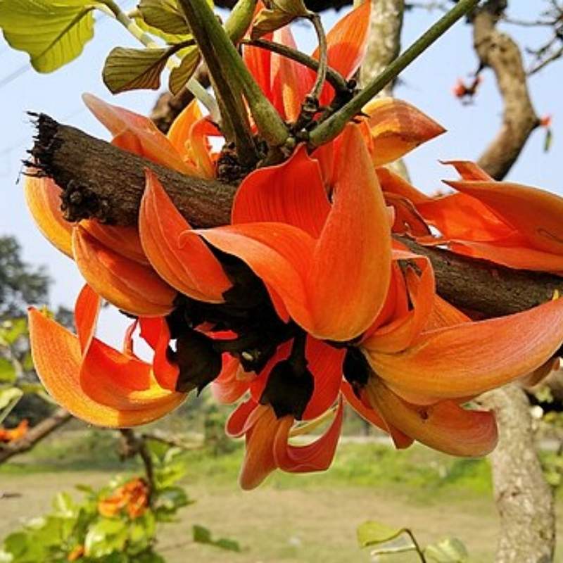 Palash (Flame of the Forest)