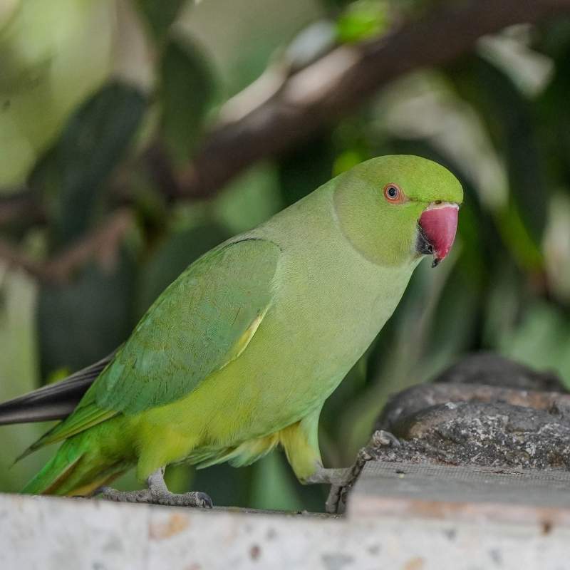 Parrot