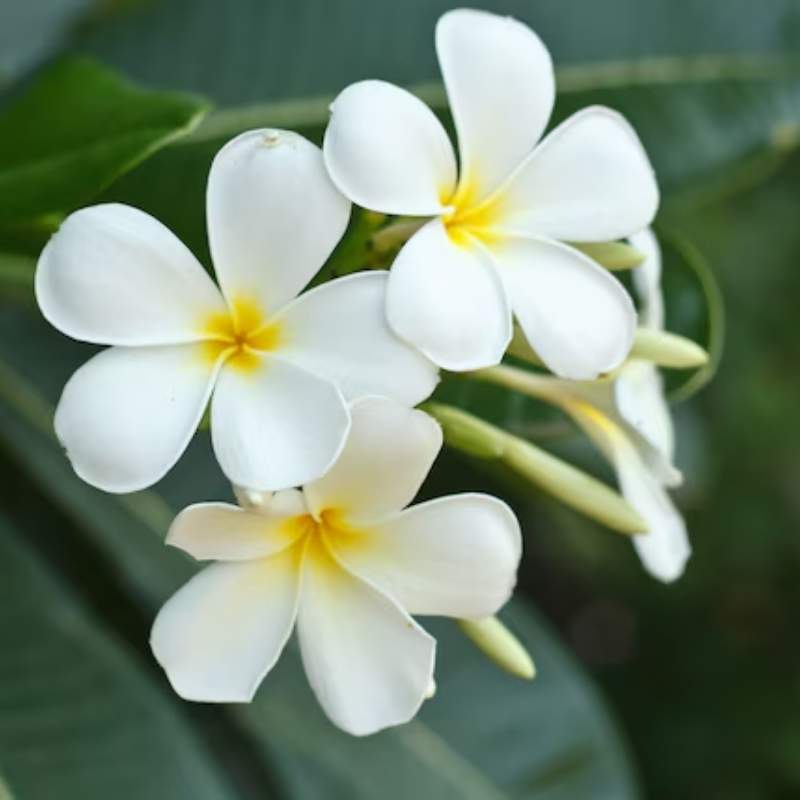 Plumeria (Frangipani)