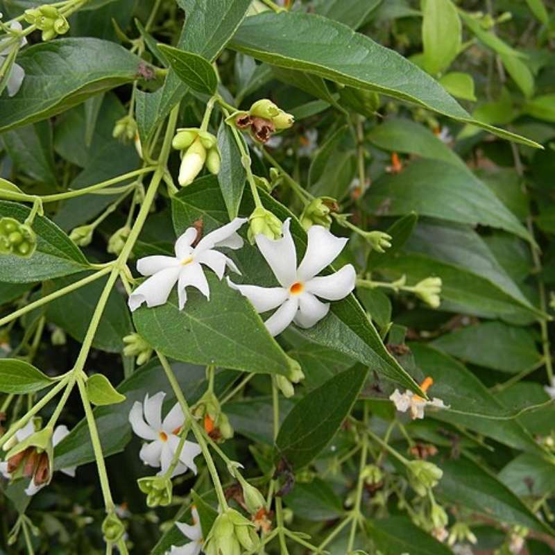 Prajakta