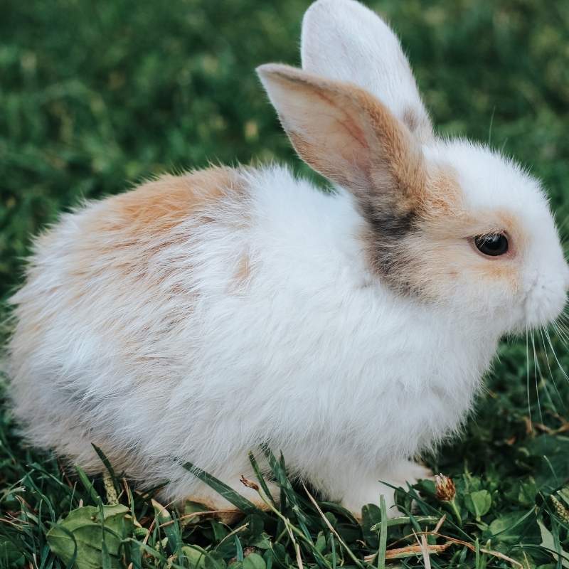 Rabbit