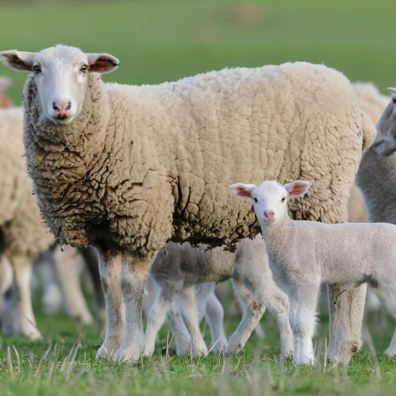 Sheep