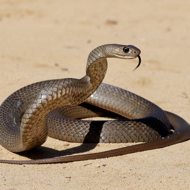 Snake