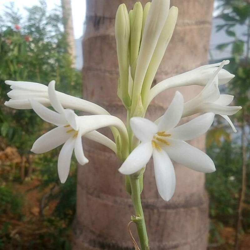 Tuberose (Rajnigandha)