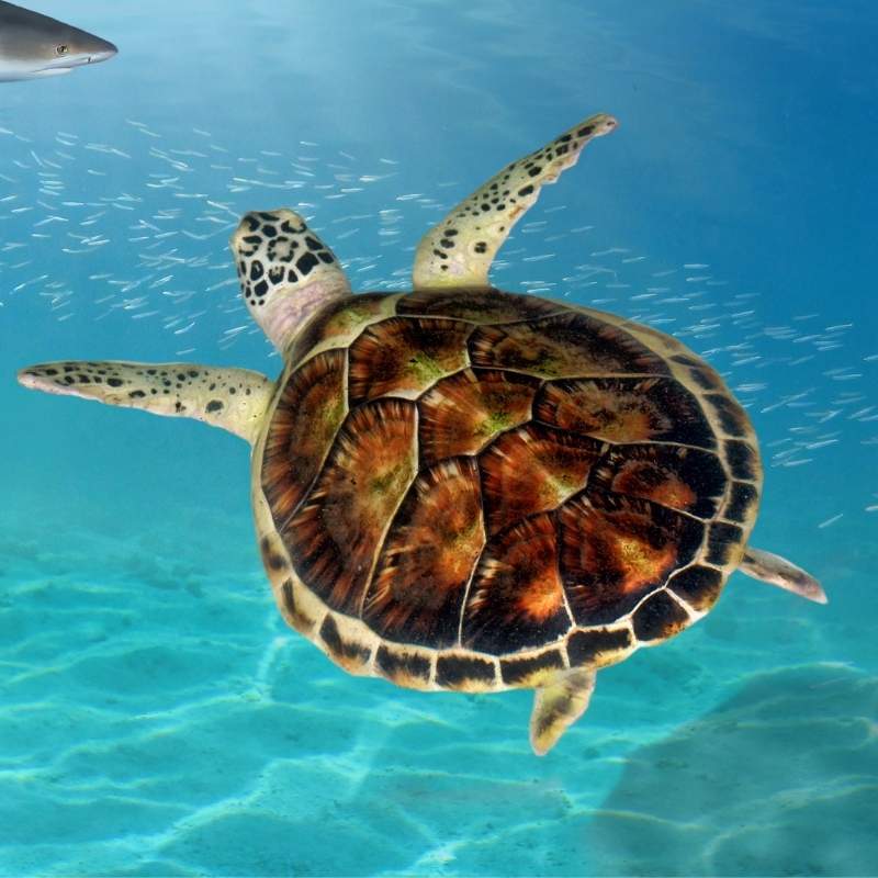 Turtle