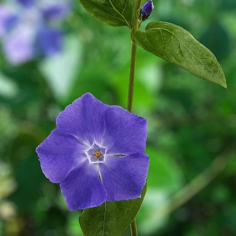 Vinca (Sadaphool)